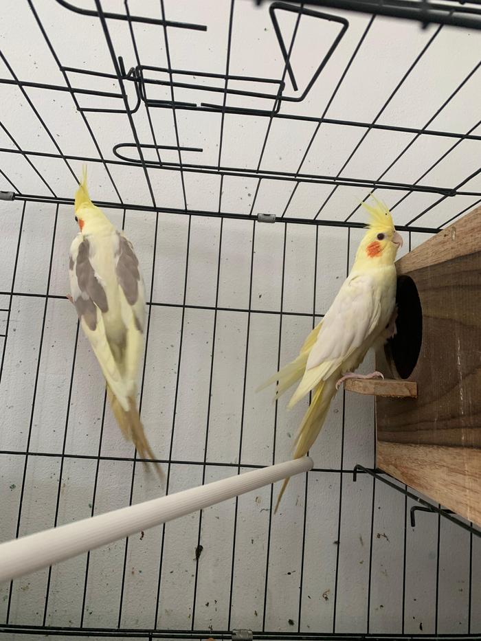 Gambar BURUNG PARKIT AUSTRALIA / FALK AUSTRALI dari FalkTangerang undefined Tokopedia