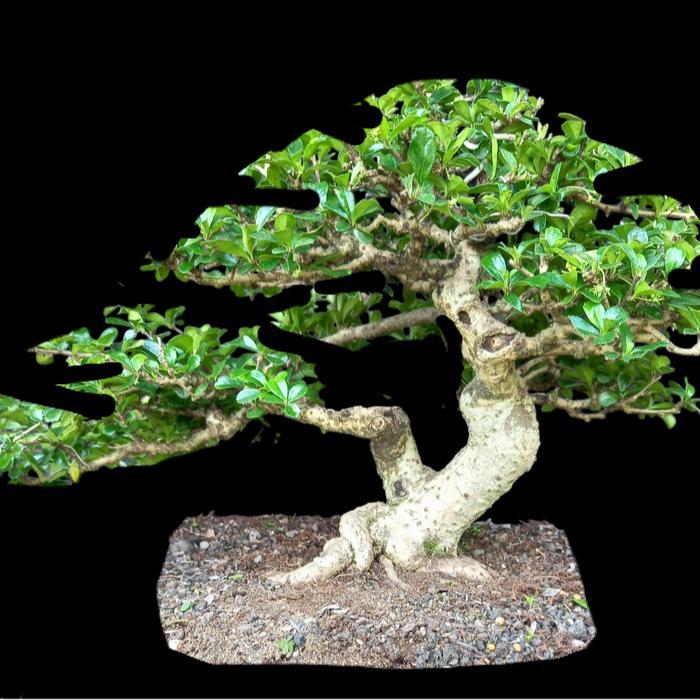 Gambar TERLARIS bonsai pohon hokiantea hokianti small 30cm the max READY dari valentistore03 undefined Tokopedia
