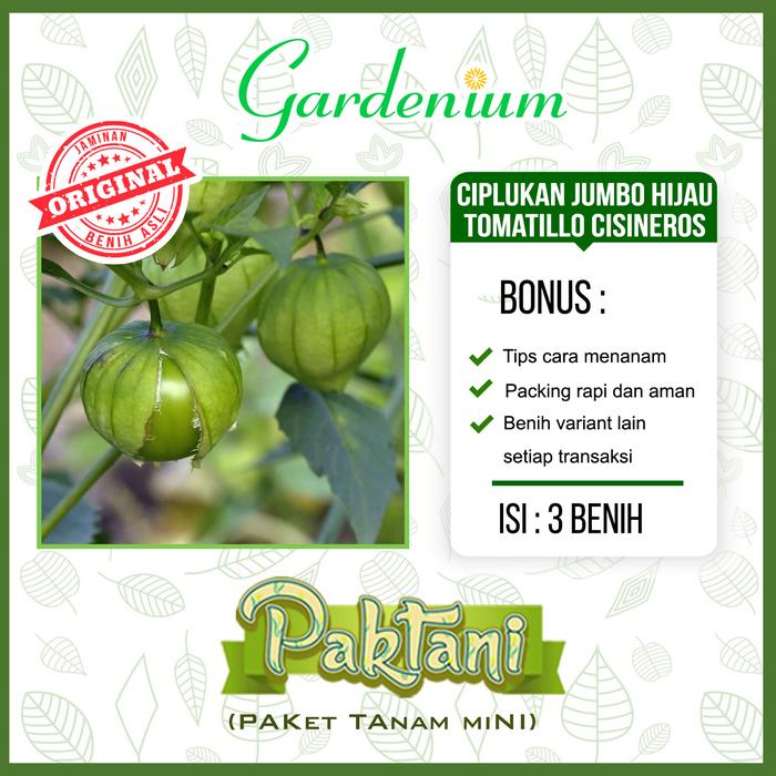 Gambar 3 Ciplukan Jumbo Hijau Tomatillo Cisineros Tanaman Buah Unggul Paktani dari Gardenium undefined Tokopedia