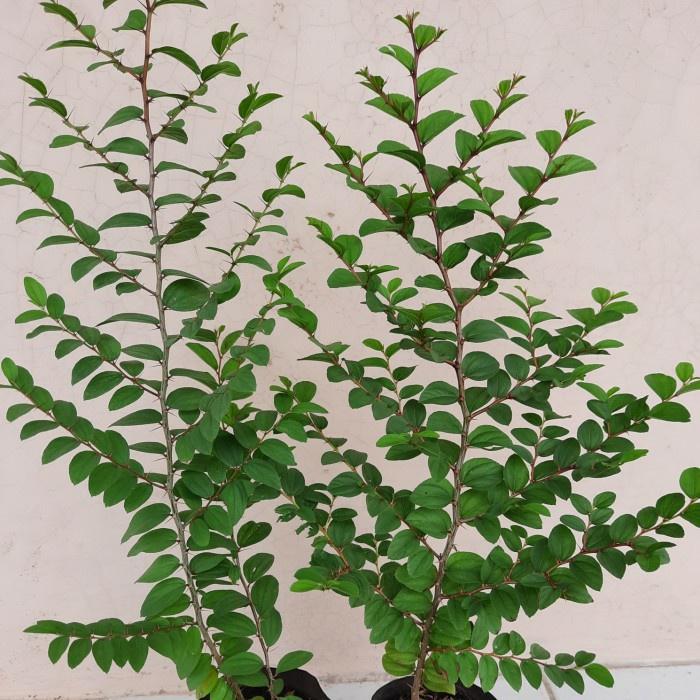 Gambar Pohon Bidara Arab Asli Rimbun Tinggi 30 cm dari kiosmahkotabunga_NEW undefined Tokopedia