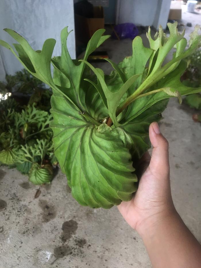 Jual Platycerium Ridleyi Hutan Kab Tabalong Spesiesanggrek Tokopedia