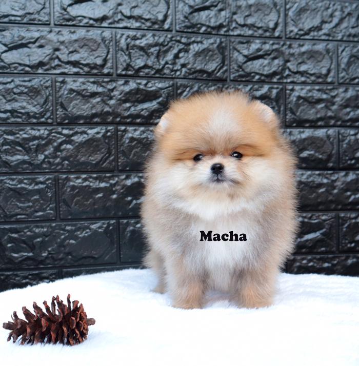 Jual Anjing Super Mini Pom Berkualitas Jakarta Utara Highlanderkennel Jual Anjing Super Mini Pom Berkualitas Jakarta Utara Highlanderkennel