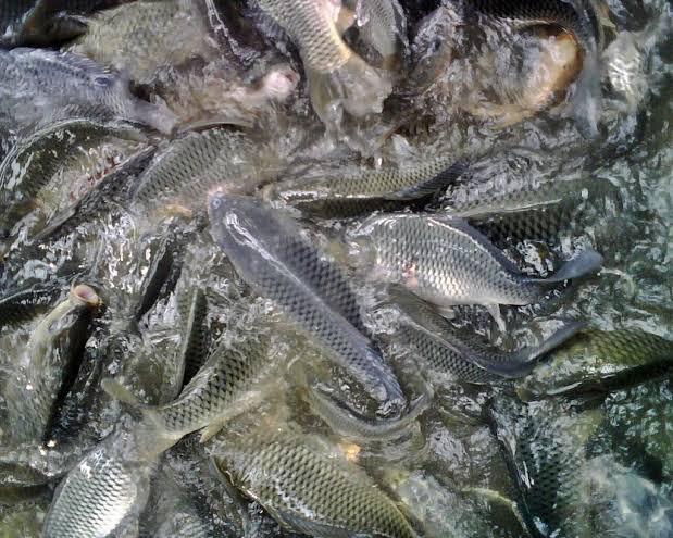 Gambar Ikan mas hidup dari Warung Ma Eko undefined Tokopedia