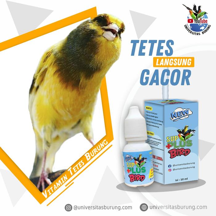 14 Langkah Cara Ternak Burung Kenari Untuk Pemula Terbukti