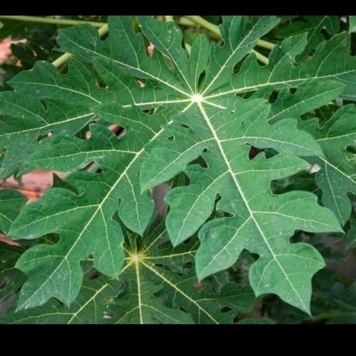 Gambar Daun Pepaya / Daun Kates dari TRIWAHYUNI INDONESIA undefined Tokopedia