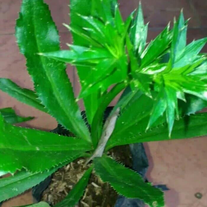 Gambar DAUN WALANG CINA/WALANG SANGIT SEGAR dari ObatKampung undefined Tokopedia