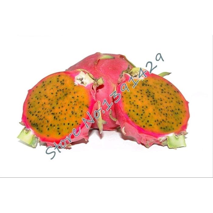 Gambar Benih Buah naga oren dari AGROBENIH90 undefined Tokopedia