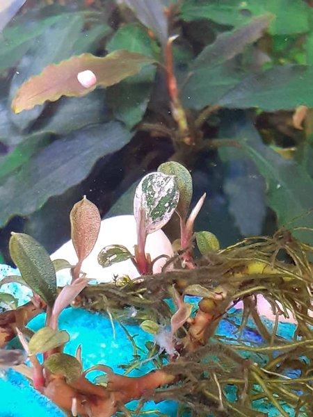 Bucephalandra sp. Varigata Bucephalandra sp Variegata 水上｜魚、水草