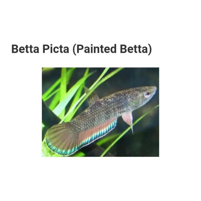 Jual Wild Betta Picta Ikan Cupang Alam Liar Ikan Cupang Sawah Kab Bekasi Happy Fish Tokopedia