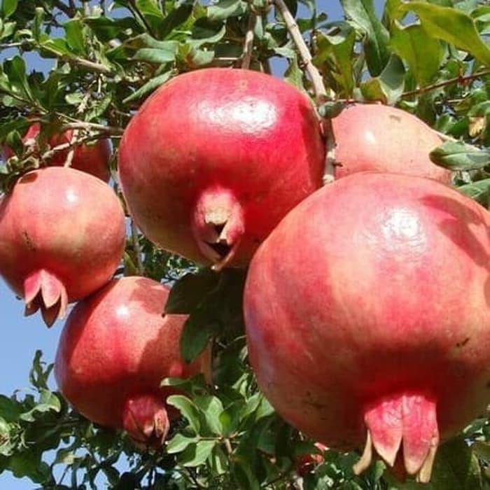 Gambar bibit buah delima merah unggul berkualitas dari AGRO BIBIT SENTOSA1 undefined Tokopedia