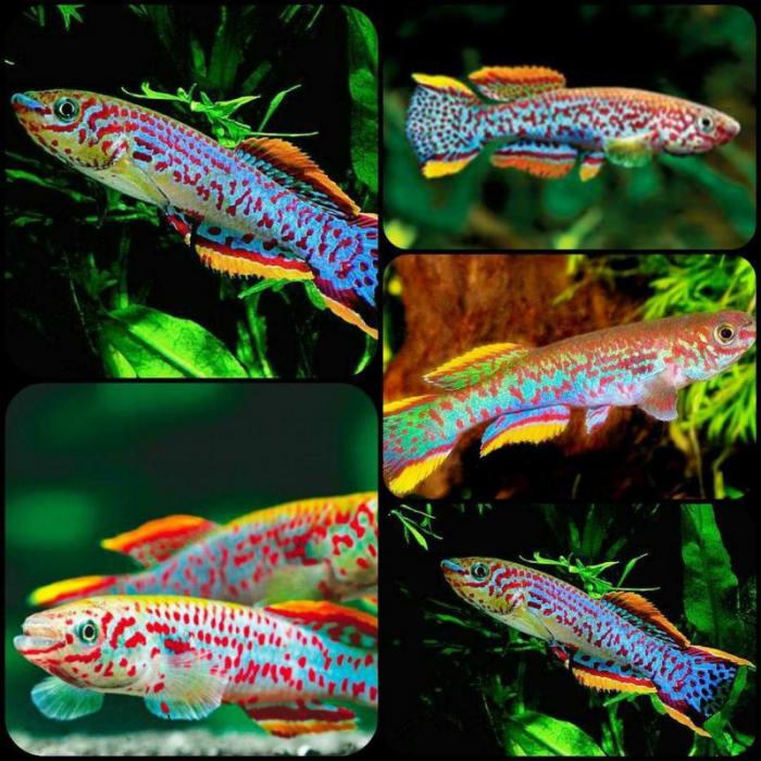 Gambar ikan killifish gardneri untuk aquarium dan aquascape kebbpa 1332mz dari Wragas undefined Tokopedia