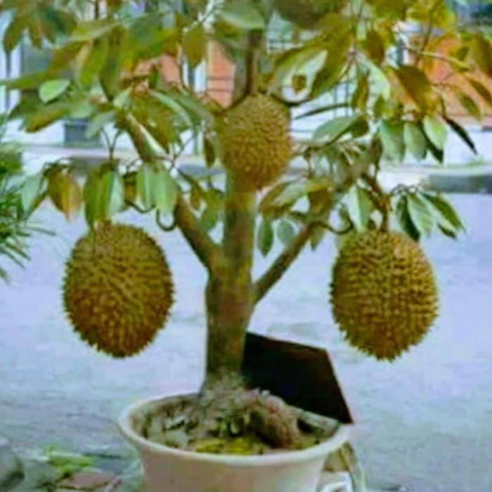 Gambar Bibit Durian Montong Cepat Berbuah dari Multi Agro Bibit undefined Tokopedia