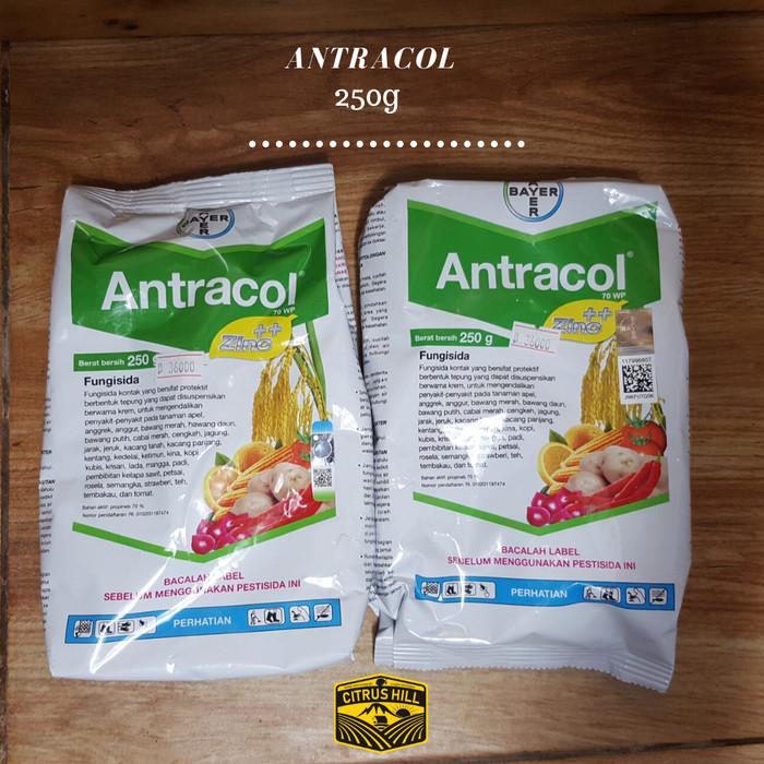 Gambar fungisida Antracol 70WP 250gram - obat jamur - 250 gram dari CitrusHill Toko Tani Masa Kini undefined Tokopedia