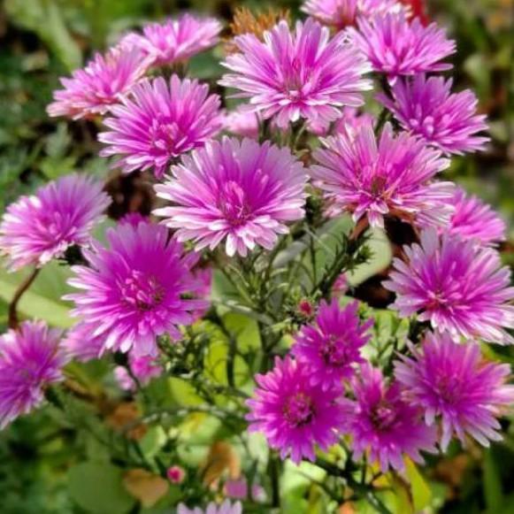 Gambar Bibit Bunga Aster Pikok - Tanaman Bunga Hias Hidup - BIBIT UNGU dari plantstaraid undefined Tokopedia