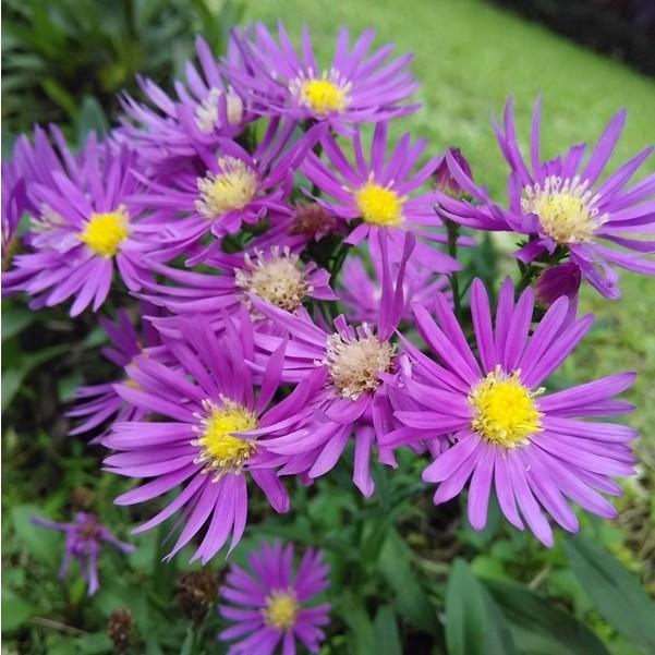 Gambar Bibit Bunga Aster Pikok - Tanaman Bunga Hias Hidup - BIBIT PINK dari plantstaraid undefined Tokopedia