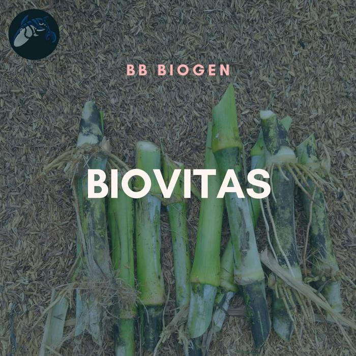 Gambar Bibit rumput bivitas BB biogen hijauan pakan ternak sapi kambing dari Binding Farm undefined Tokopedia