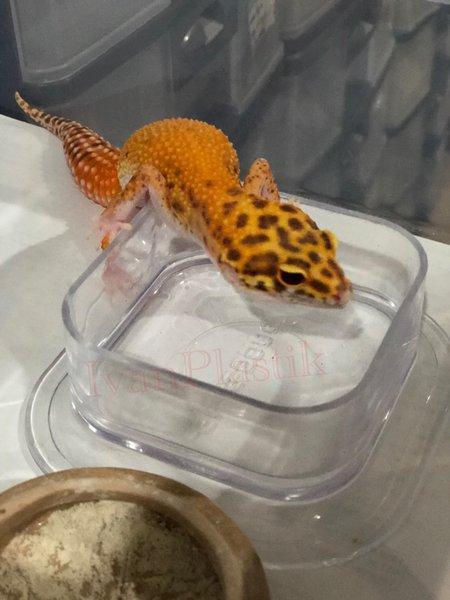 leopard gecko litter box