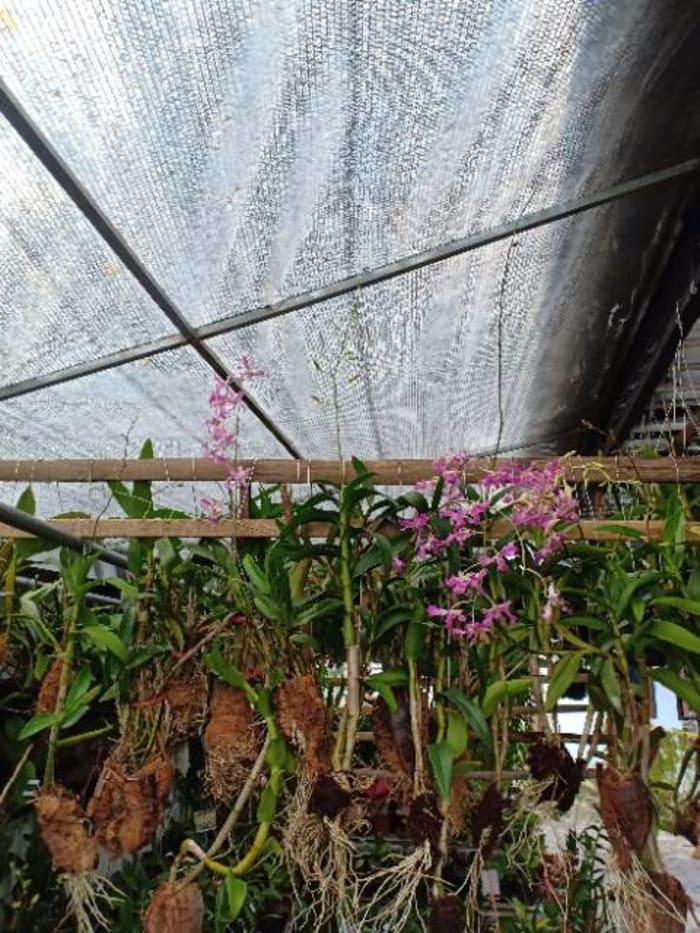 Gambar anggrek dendro dendrobium superbiens superbin superbien yatwki 4432it dari Matiass undefined Tokopedia