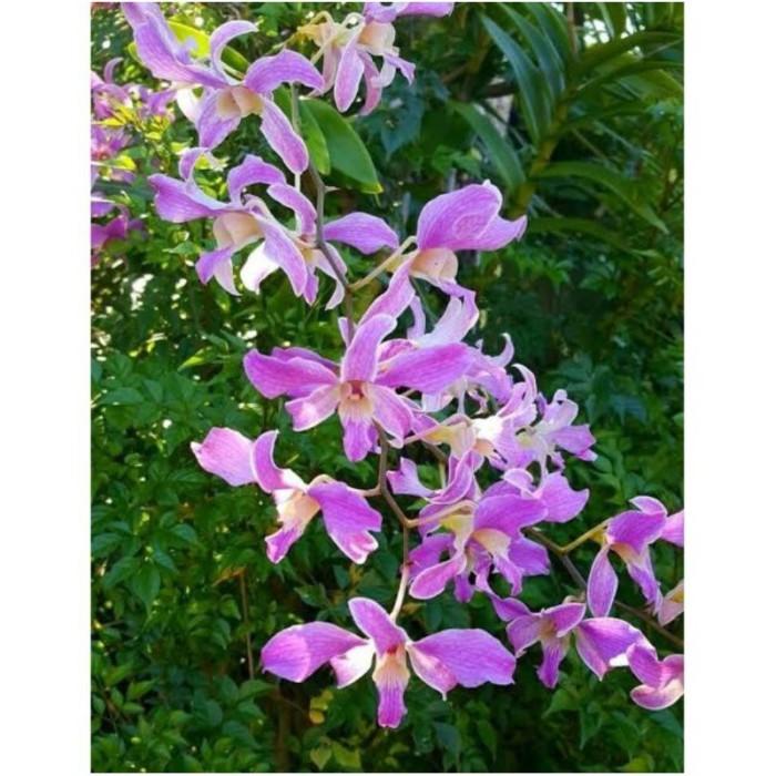 Gambar Seedling Anggrek Dendrobium Superbien dari RiskaTaman_ undefined Tokopedia