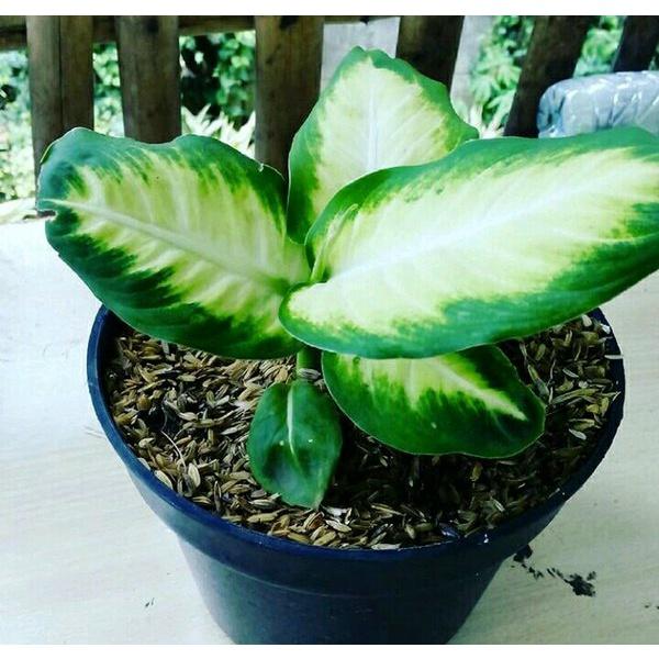 Gambar tanaman hias aglonema susu Belanja Tanaman - White dari niming tanamanhias undefined Tokopedia