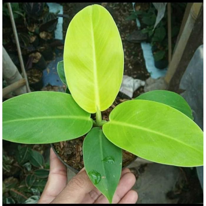 Gambar Tanaman hias hidup Philodendron Lemon - philo lemonilo Belanja Tanaman dari niming tanamanhias undefined Tokopedia