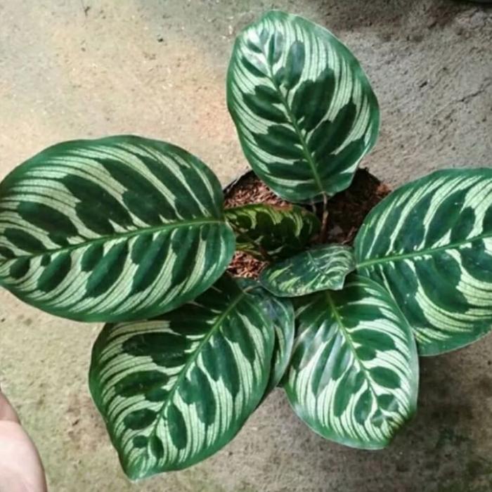 Gambar Tanaman hias calathea makoyana/ tanaman hias calathea/ Belanja Tanaman - … dari niming tanamanhias undefined Tokopedia