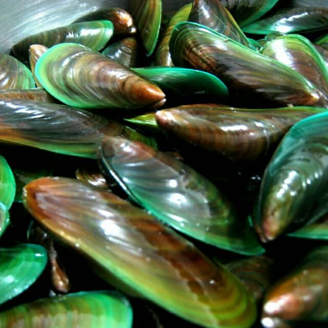Gambar Kerang hijau hidup 1kg kerang ijo scallop 1kg dari Aneka Sayuran Segar undefined Tokopedia