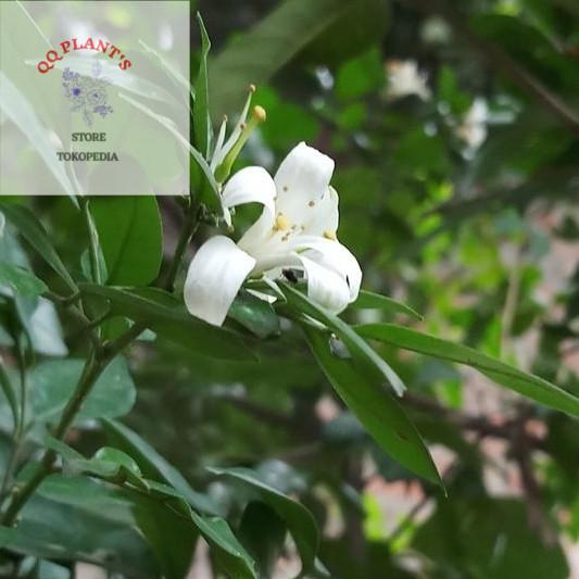 Semi Di Murraya Paniculata (Rutaceae) - 100 Semi Per Piccoli Alberi Da Giardino - Foto 3