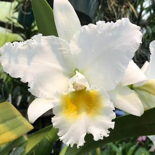 Gambar bunga anggrek Cattleya - enn joy - white diamond dari KhoirShop77 undefined Tokopedia