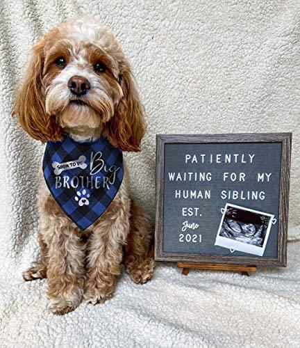 Dog Scarf Xxl Dog Bandanas Jual Big Brother Dog Bandana