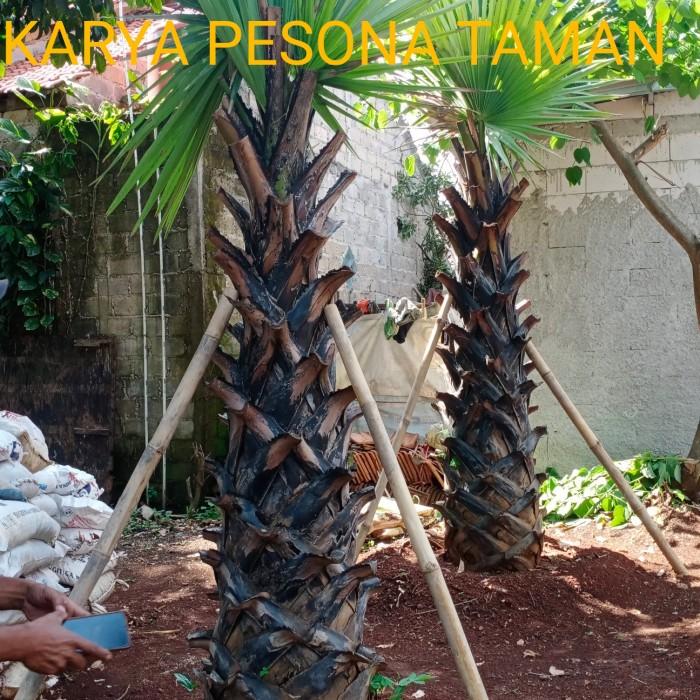 Gambar pohon lontar 2 meter dari KARYA PESONA TAMAN undefined Tokopedia