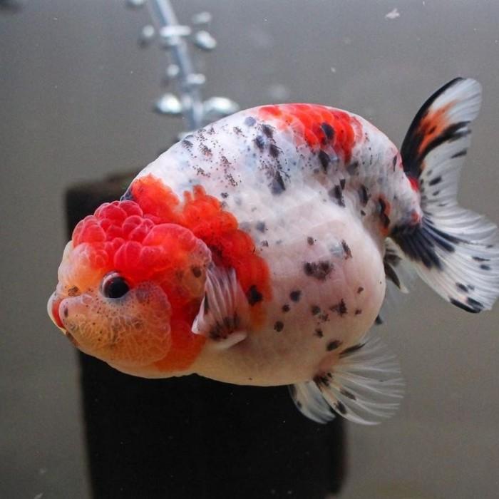 Gambar Ikan koki ranchu pancawarna maskoki gold fish goldfish dari standfish27 undefined 5 Tokopedia