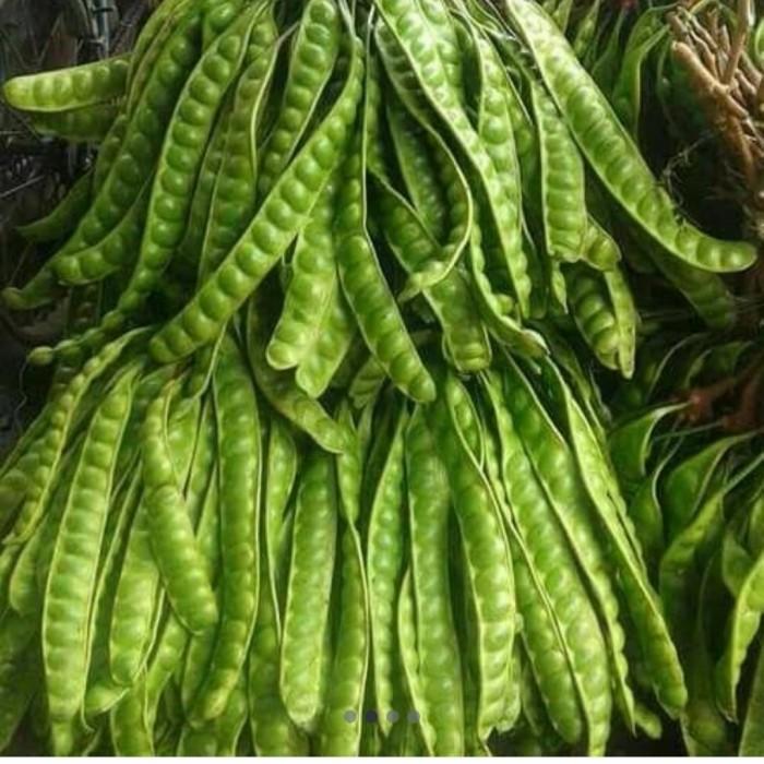 Gambar Bibit Tanaman Buah Pete / Petai Bibit Pete/Petai Okulasi dari MULYO TANI undefined Tokopedia