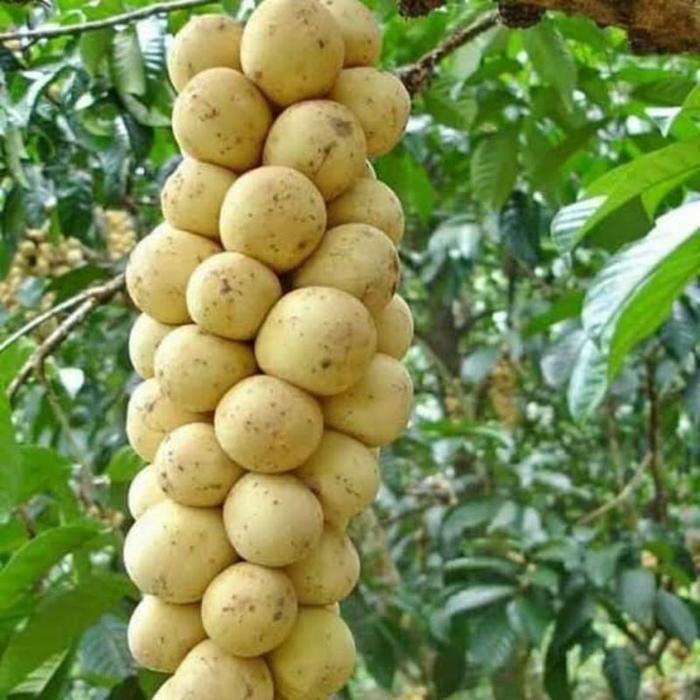 Gambar New Bibit Buah Langsep Super Genjah Hasil Okulasi Cepat Berbuah Siap dari Teh Botakkkkkkkk undefined Tokopedia