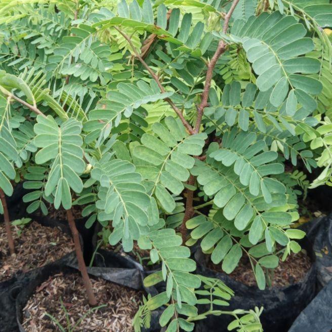 Gambar bibit pohon asem Jawa / asam jawa (bisa bahan bonsai) bisa cod - Hijau dari Embun_pagihari undefined Tokopedia