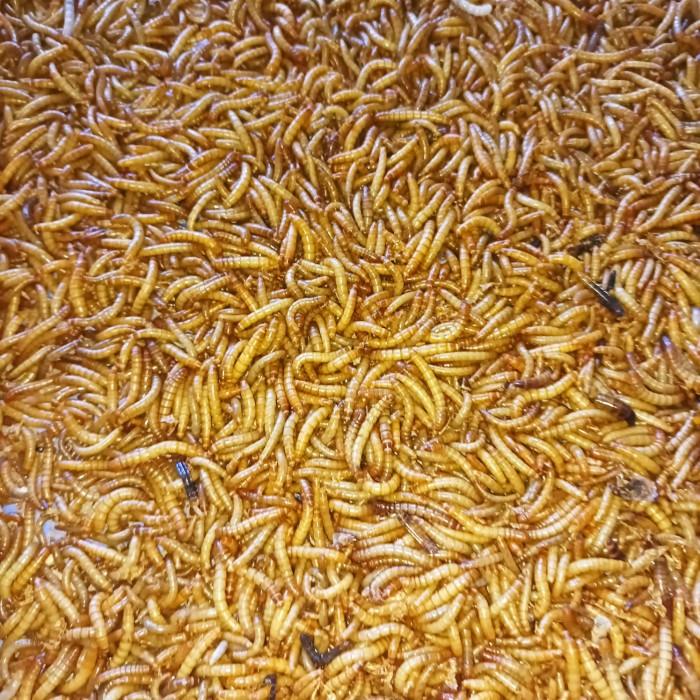 Gambar Ulat Hongkong Pakan Ikan Predator, Chana, Pakan Burung, dll. - 50 gram dari Draquatic karang mulya undefined Tokopedia