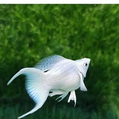 Gambar Ikan molly platinum putih lyretail cawang balon jantan betina - 3-4 bulan dari pengepul ikanhias undefined Tokopedia