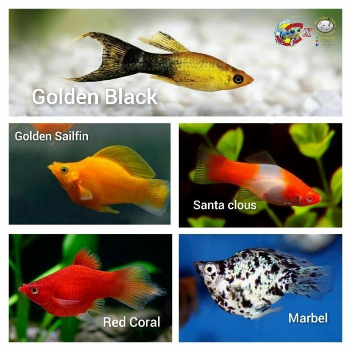 Gambar Ikan Hias Molly / Platy - ikan hias aquascape - Santa Clous - sanke dari localpride27 undefined 5 Tokopedia