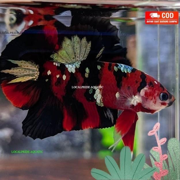 Gambar ikan cupang plakat red koi cooper jantan medium - RKC dari localpride27 undefined Tokopedia