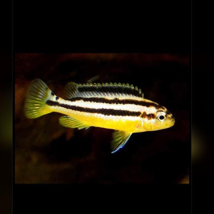 Gambar Koleksi Jenis Cichlid - Ikan Hias Aquascape Air Tawar Aquarium - Niasa dari localpride27 undefined Tokopedia
