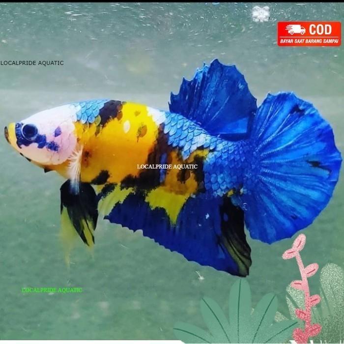 Gambar ikan cupang plakat yellow koi jantan medium - besgel koi dari localpride27 undefined Tokopedia