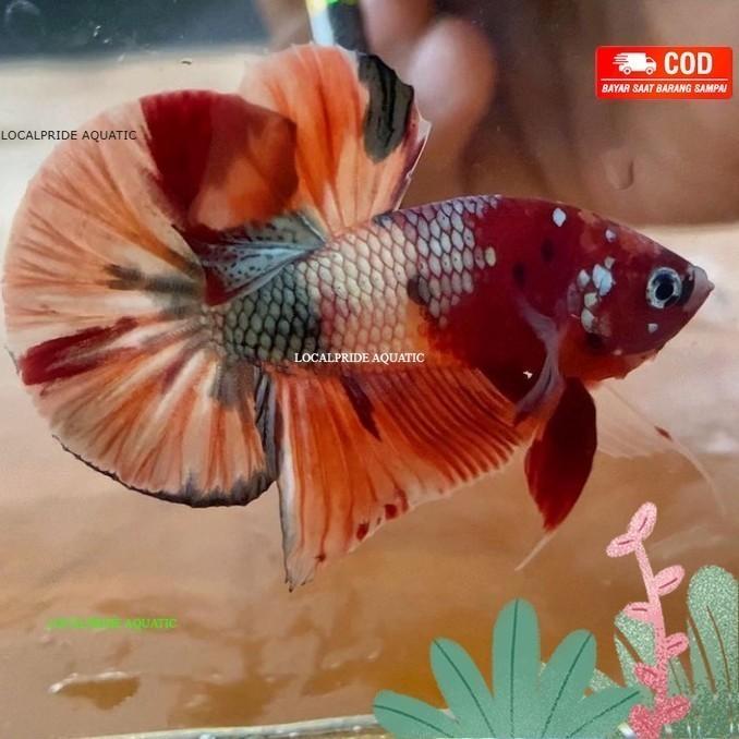 Gambar ikan cupang plakat nemo cooper gold jantan - besgel dari localpride27 undefined Tokopedia