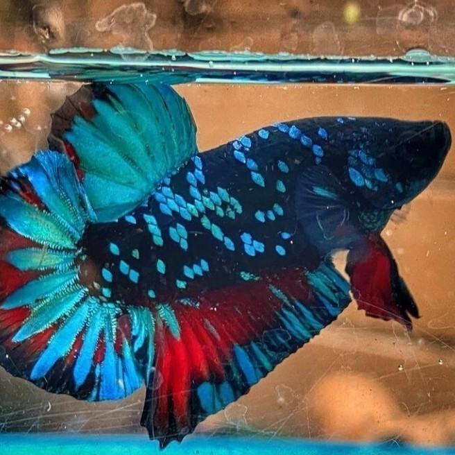 Gambar ikan cupang plakat avatar gordon - grade A - grade A dari localpride27 undefined 2 Tokopedia