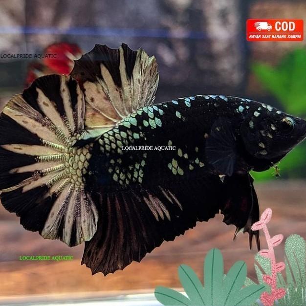 Gambar ikan cupang avatar cooper gold real pict jantan medium - PK ykc dari localpride27 undefined Tokopedia