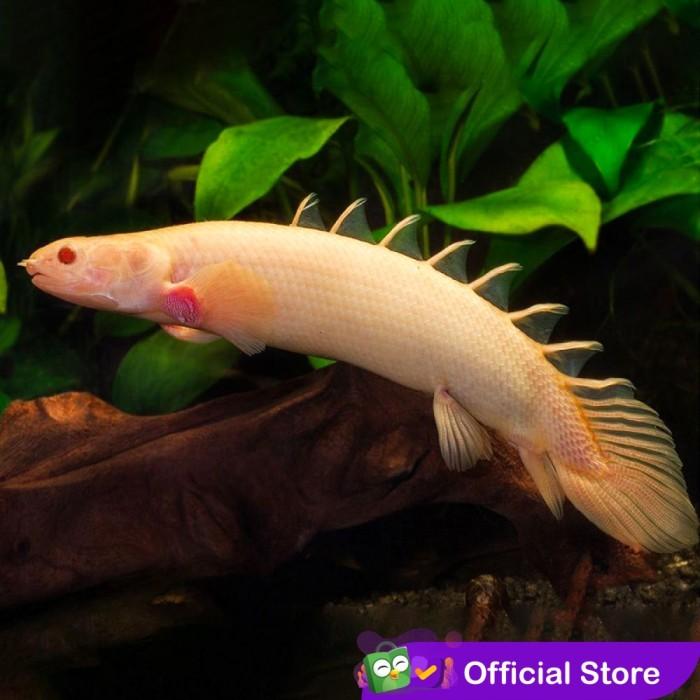 Gambar Albino Palmas - Naga Air Tawar / Ikan Predator / Ikan Hias Aquascape - Size ± 5-6 cm dari localpride27 undefined Tokopedia