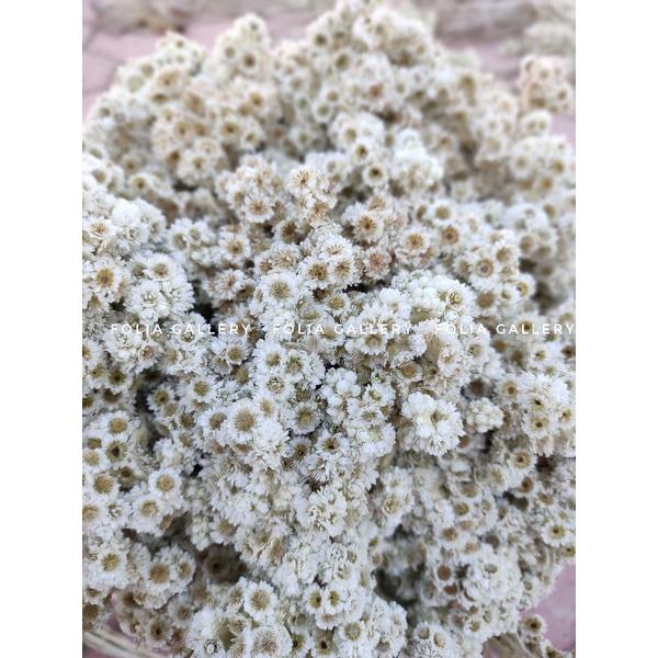 Gambar FG-(30 TANGKAI) BUNGA EDELWEIS BUDIDAYA/BUNGA EDELWEIS KERING dari Aszka Mart undefined Tokopedia