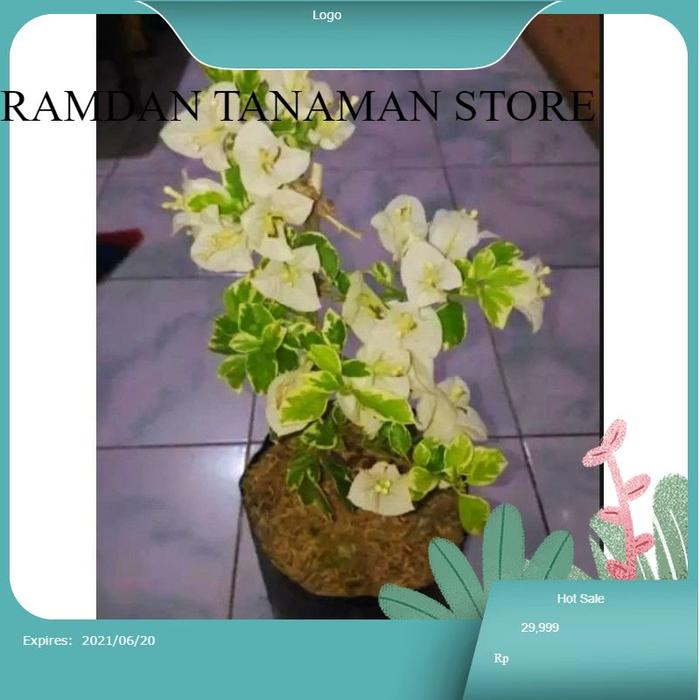 tanaman bougenville putih variegata bunga kertas