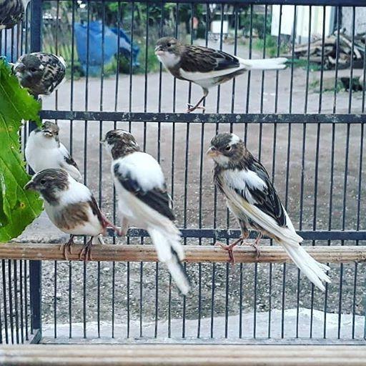 Gambar BURUNG KENARI PANDA PUTIH JANTAN MULAI BUNYI PROSES GACOR - JUAL dari shakira_ undefined Tokopedia