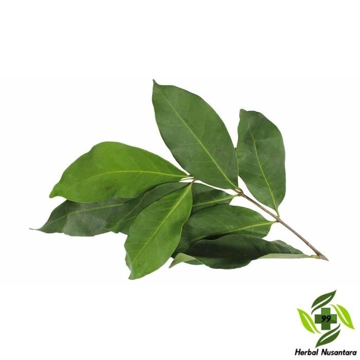 Gambar Daun Salam Syzygium polyanthum Mengobati Stroke Diabetes Radang lambun - Daun Segar, 10 Gram dari Mangkubumi Indonesia undefined Tokopedia
