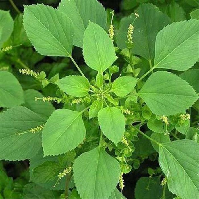 Gambar Daun Akar Kucing Daun Anting Anting Acalypha australis Rumput Kucing - Akar, 100 gram dari RESTU ALAM INDONESIA undefined Tokopedia
